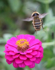 Bombus pensylvanicus