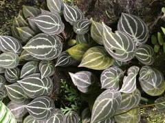 Peperomia clavigera