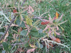 Chinese tallow tree (Quercus sebifera)