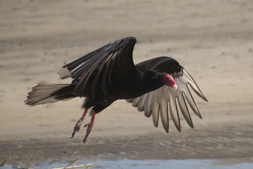Turkey Vulture photographed in Mississippi