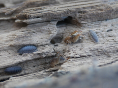 Pristoceuthophilus pacificus