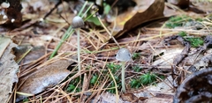 Mycena griseoviridis