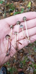 Mycena griseoviridis