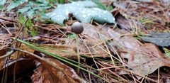 Mycena griseoviridis