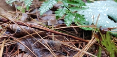 Mycena griseoviridis