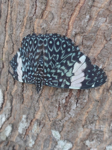 Red Cracker photo 2