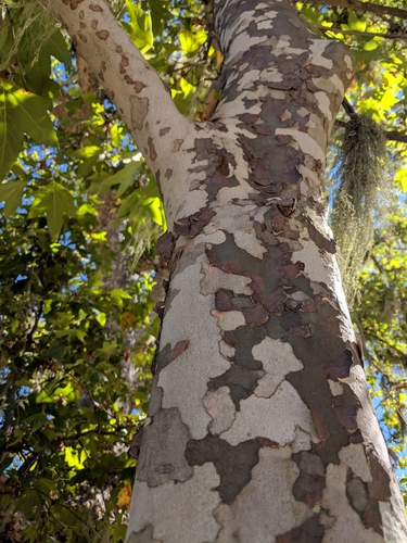 iNaturalist observation photo of western sycamore