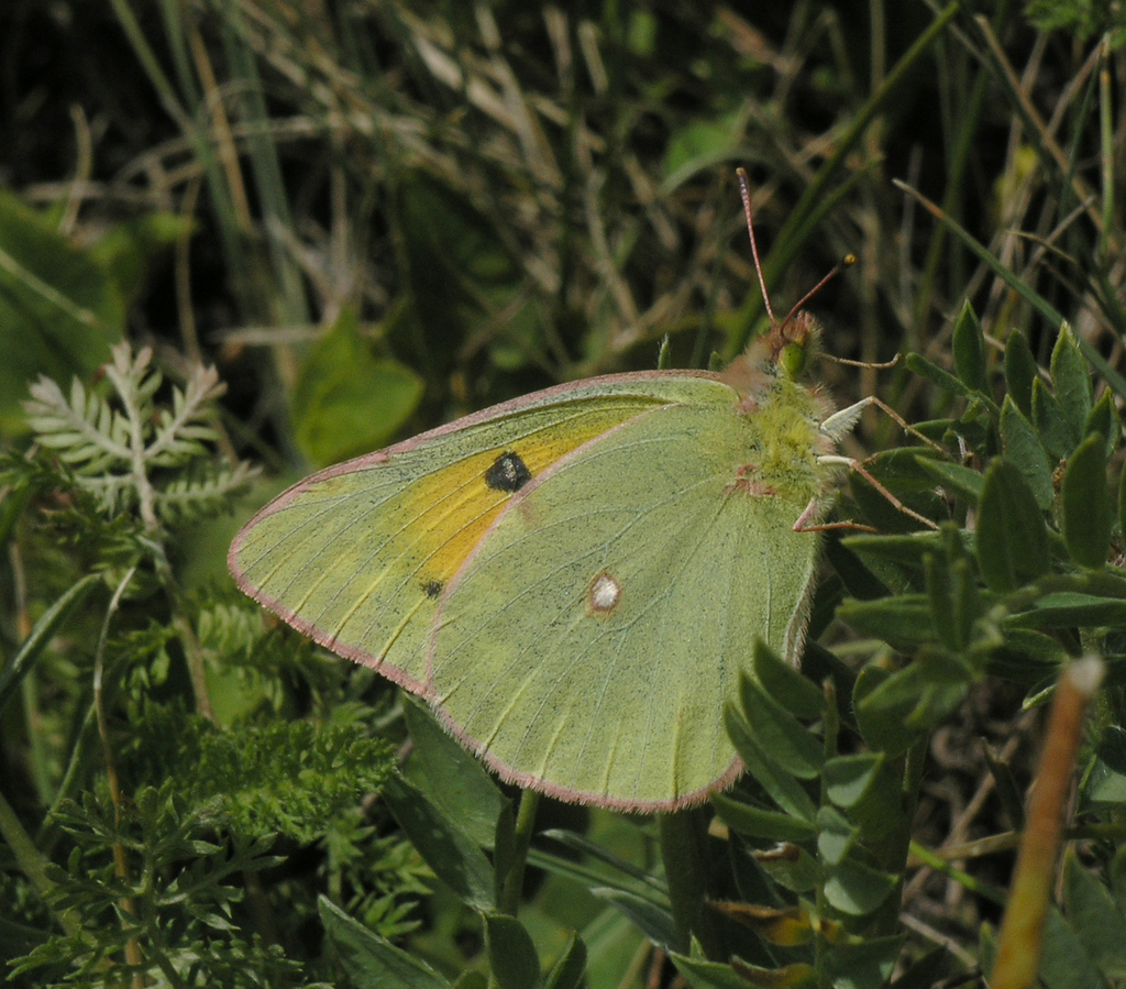 Lesser Clouded Yellow