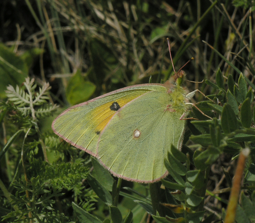 Lesser Clouded Yellow