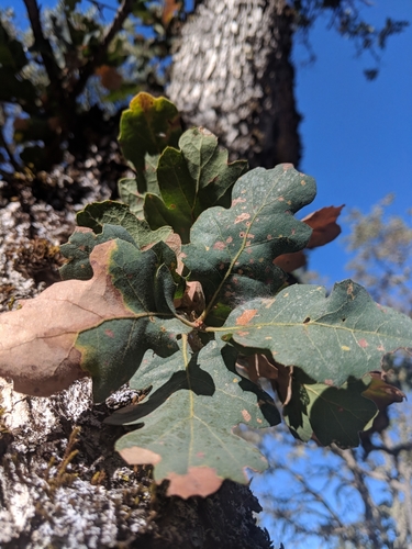 iNaturalist observation photo of Dumosae