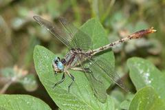 Arigomphus lentulus