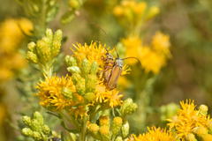 Crossidius suturalis