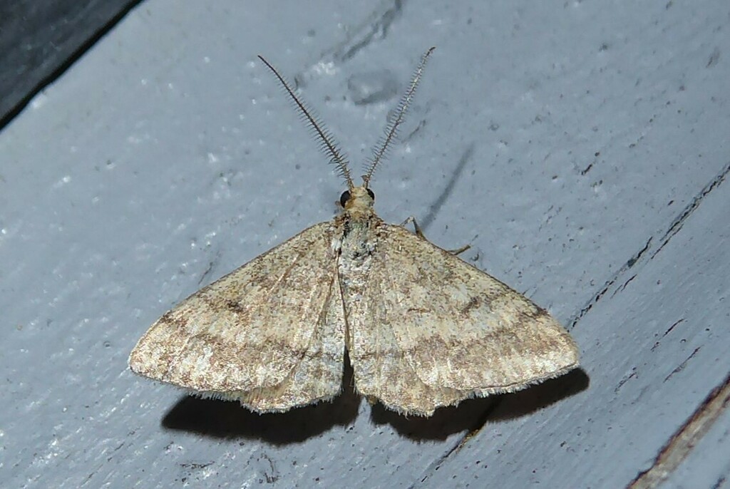 Plantain moth from Waikouaiti, New Zealand on March 24, 2023 at 1007
