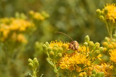 Crossidius suturalis