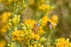 Crossidius suturalis