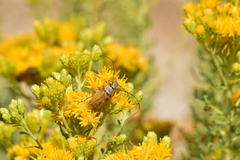 Crossidius suturalis