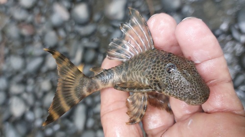 Sabajs harnasmeerval (Hemiancistrus sabaji) — Loricariidae — 2