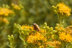 Crossidius suturalis