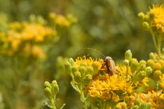Crossidius suturalis