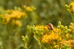 Crossidius suturalis