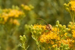 Crossidius suturalis
