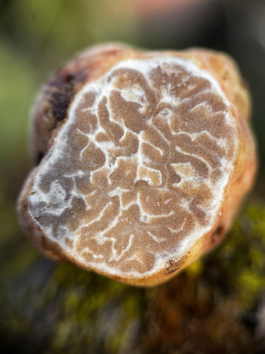 Representative image of Tuberaceae