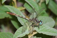 Arigomphus lentulus