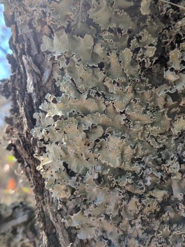 iNaturalist observation photo of Fungi Including Lichens