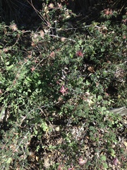 Calliandra eriophylla