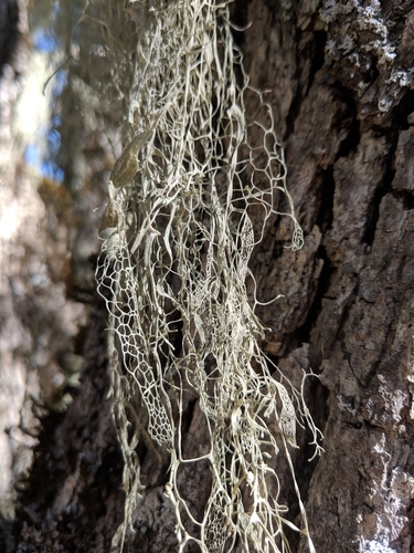 iNaturalist observation photo of lace lichen