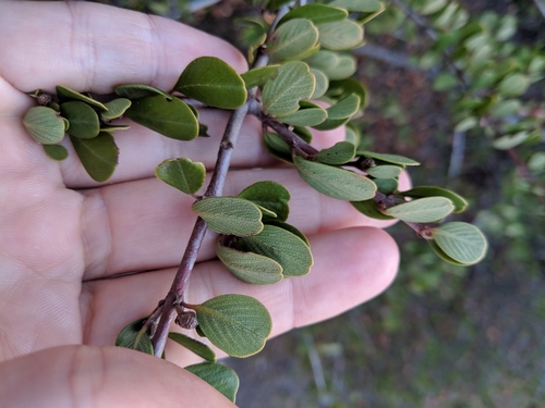 iNaturalist observation photo of Buckbrush