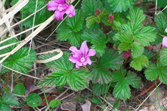 Rubus arcticus acaulis
