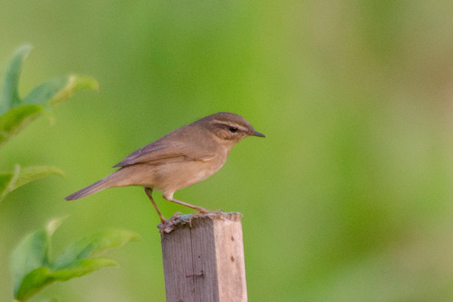 Dusky Warbler