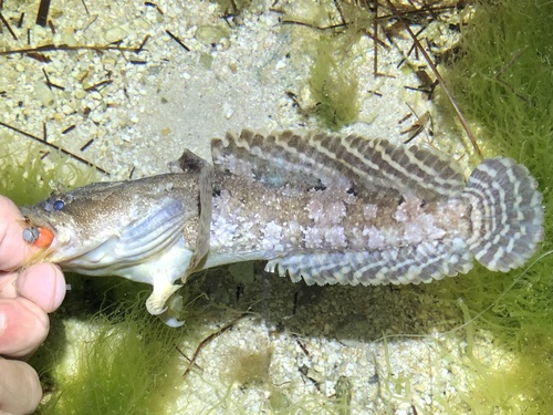 Gulf Toadfish