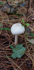 Zhuliangomyces