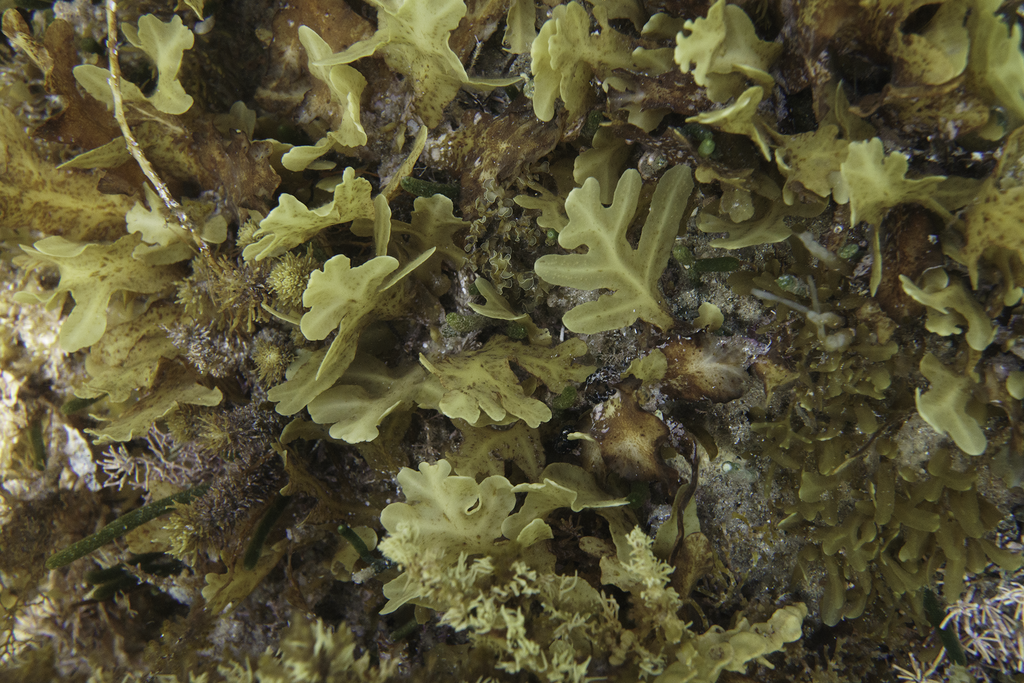 Sargassopsis heteromorpha