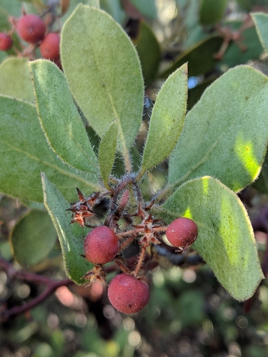 iNaturalist observation photo of bearberries and manzanitas