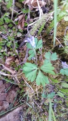 Corydalis pauciflora