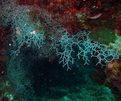 Melithaea variabilis