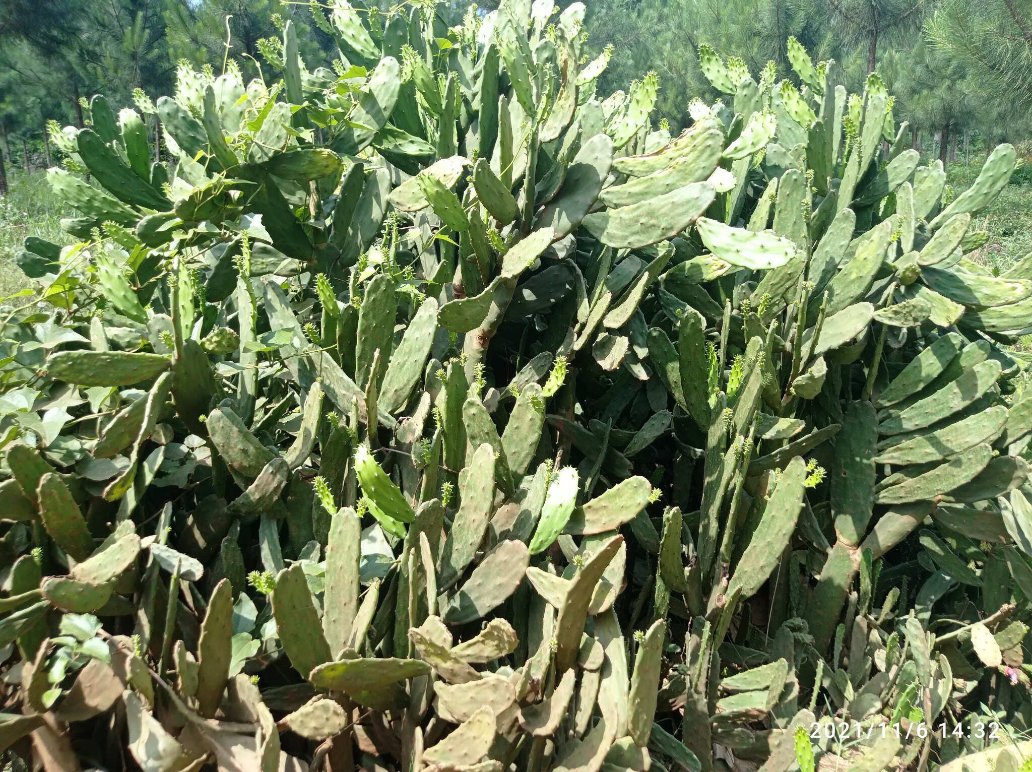 Opuntia cochenillifera