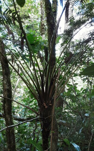 Dicksonia brackenridgei observed 2023-03-27