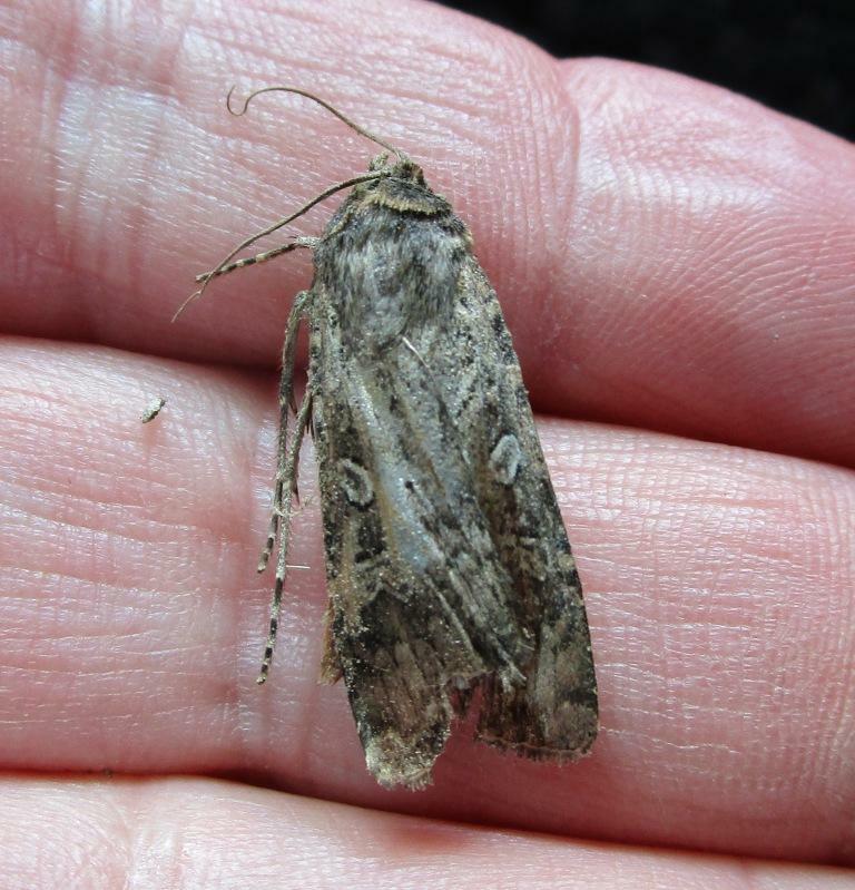 Spodoptera Frugiperda J.E.Smith, 1797