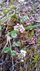 Cardamine purpurea