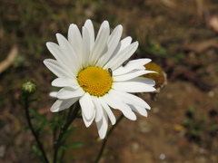 Leucanthemum vulgare
