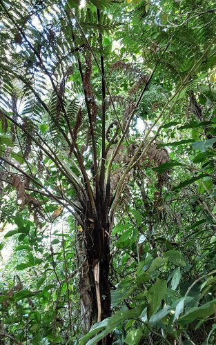 Dicksonia brackenridgei