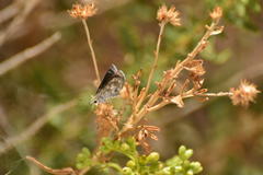 Hesperopsis libya