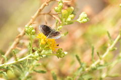 Hesperopsis libya