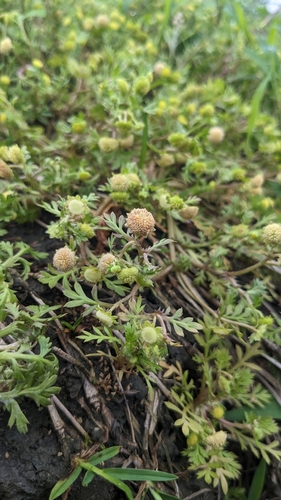 Cotula hemisphaerica iNat (2)