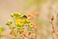 Hesperopsis libya