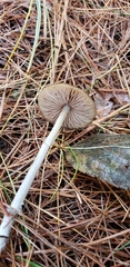 Entoloma psammophilohebes image